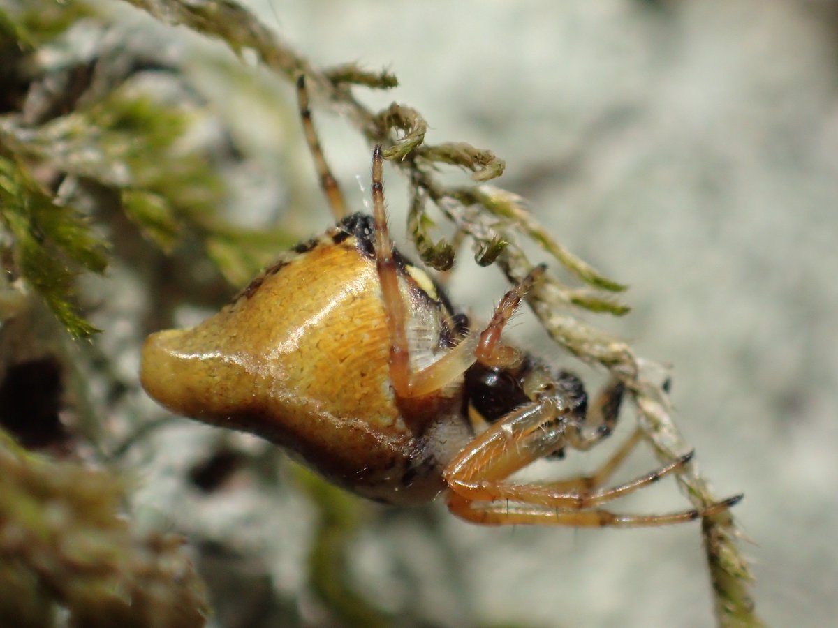 Cyclosa conica is one of our strangest spiders. This one from Brede High Woods today @SussexWildlife @wildlifetor @BritishSpiders