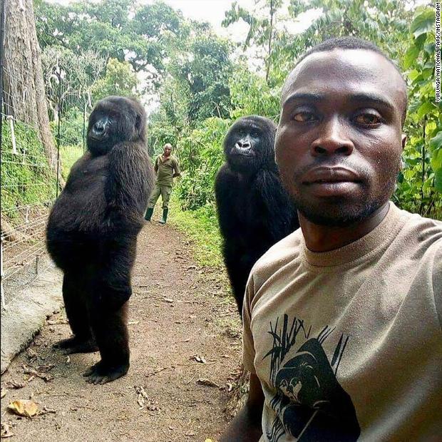 CNN's tweet image. "Another day at the office...": These gorillas were photographed apparently mimicking human behavior, in a remarkable selfie with a park ranger who helped rescue them as babies. cnn.it/2Zt6sDx