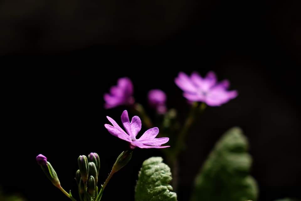 고뇌가 없다면 
인간은 자기 자신의 한계를
결코 알지 못 할 것이다.
우리가 
고뇌에서 찾을수 있는 
의미가 바로 여기에 있다.
우리가 처한 모든 상황은
고뇌를 동반하며,
인간이 
고뇌를 할 줄 안다는 것은
차라리 행복한 것이다.