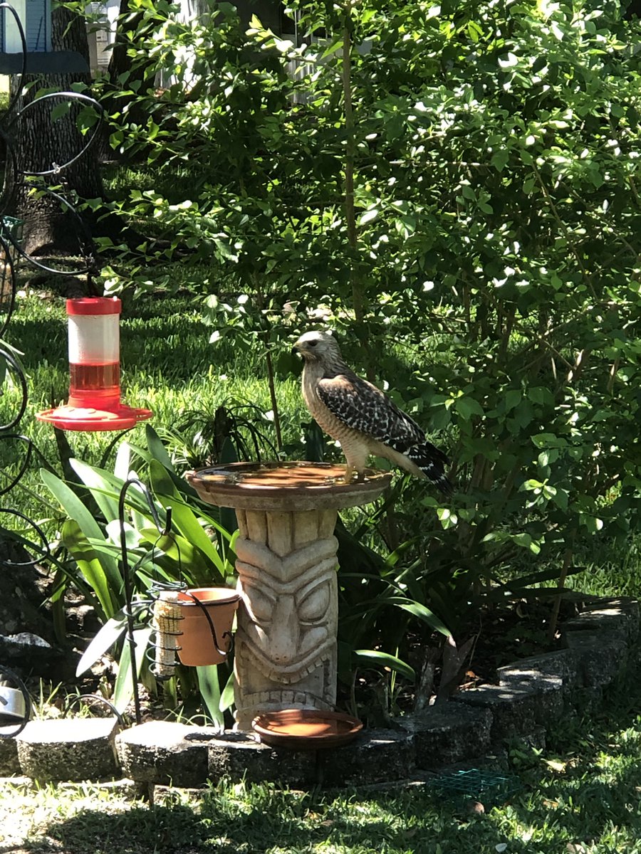 pauszu's tweet photo. Happy #EarthDay19! Here’s a Red Shouldered #hawk swooping in for a drink. https://t.co/NytNkKf2na