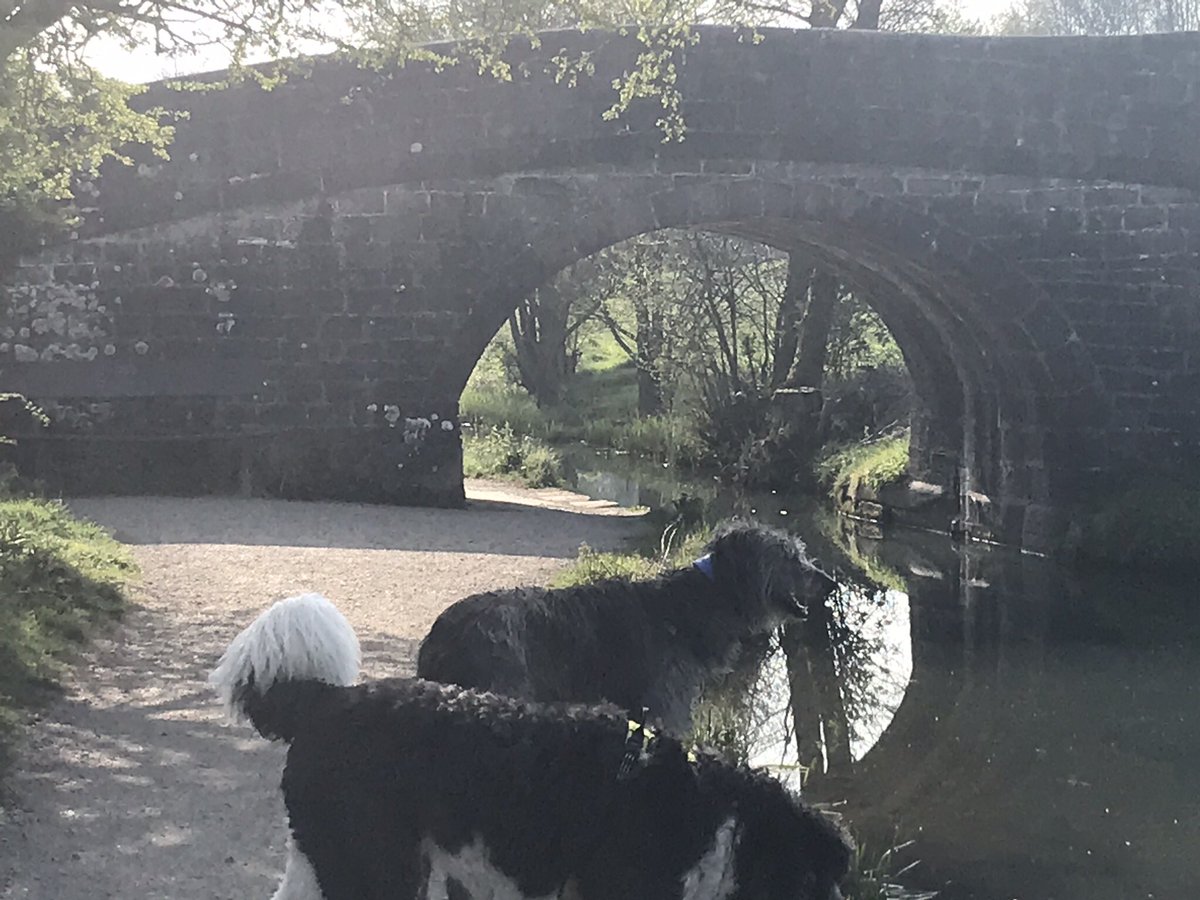 Kate1Majid's tweet photo. Early morning stroll at Cromford Mill with ‘the boys’ &amp; @Ifti_Majid before it got too hot 🐶  #bigdog #Derbyshire #EasterMonday #sunshine https://t.co/lRaB4RaNUU