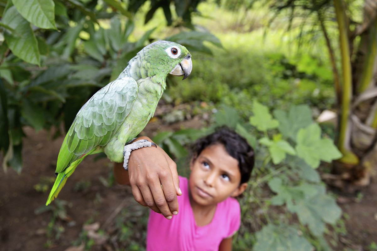 A girl in the rainforest in Ecuador with her pet, a green parrot. #SaveTheAmazon #Amazonia #Wildlife