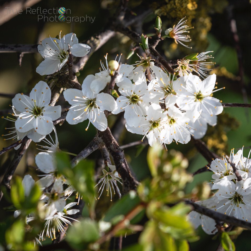 TRPICS1's tweet photo. Springtime Splendour - Ploughman Wood, Lambley
@Nottswildlife @nottslive @westbridgfdwire @NottinghamPost https://t.co/jsye4rBaBw