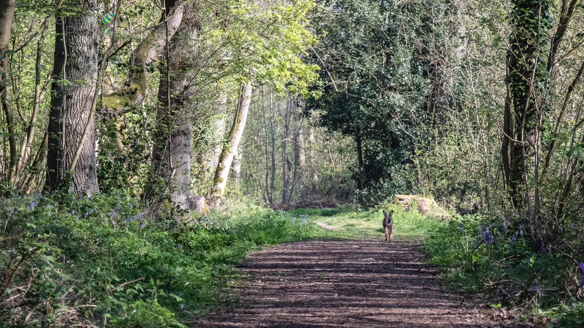 TRPICS1's tweet photo. Springtime Splendour - Ploughman Wood, Lambley
@Nottswildlife @nottslive @westbridgfdwire @NottinghamPost https://t.co/jsye4rBaBw