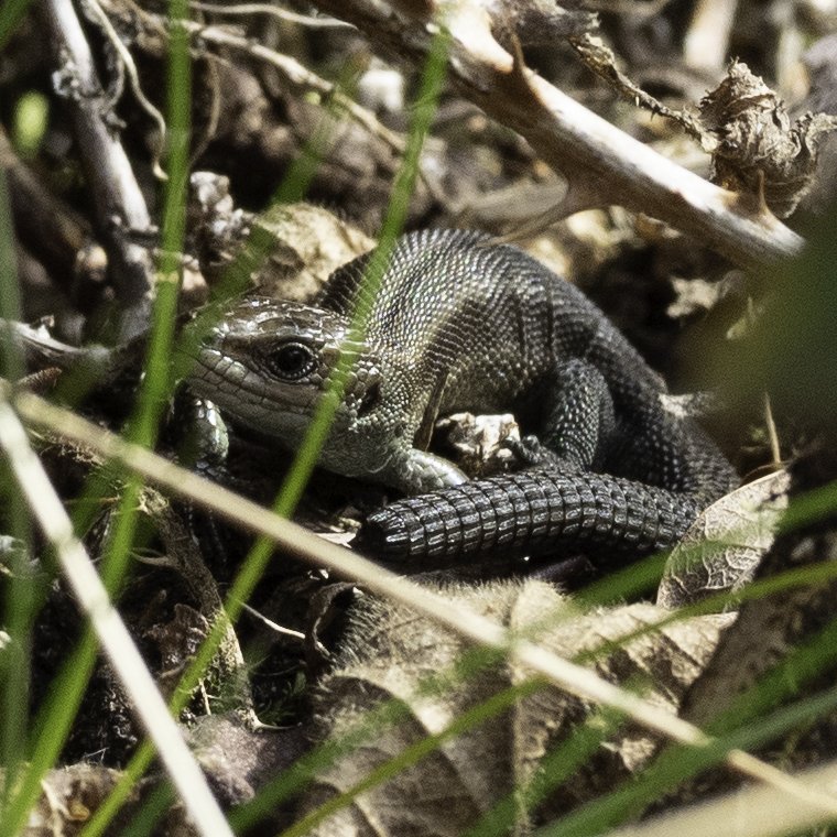 After another long search today, finally found &amp; photographed a Common Lizard (Zootoca vivipara) <a href="/ChisCommons/">Chislehurst Commons</a> . Well hidden, keeping out of harm's way - this one looks to have shed part of its tail. <a href="/KentRAG/">KRAG</a> @WildLondon <a href="/Britnatureguide/">The British Nature Guide</a>