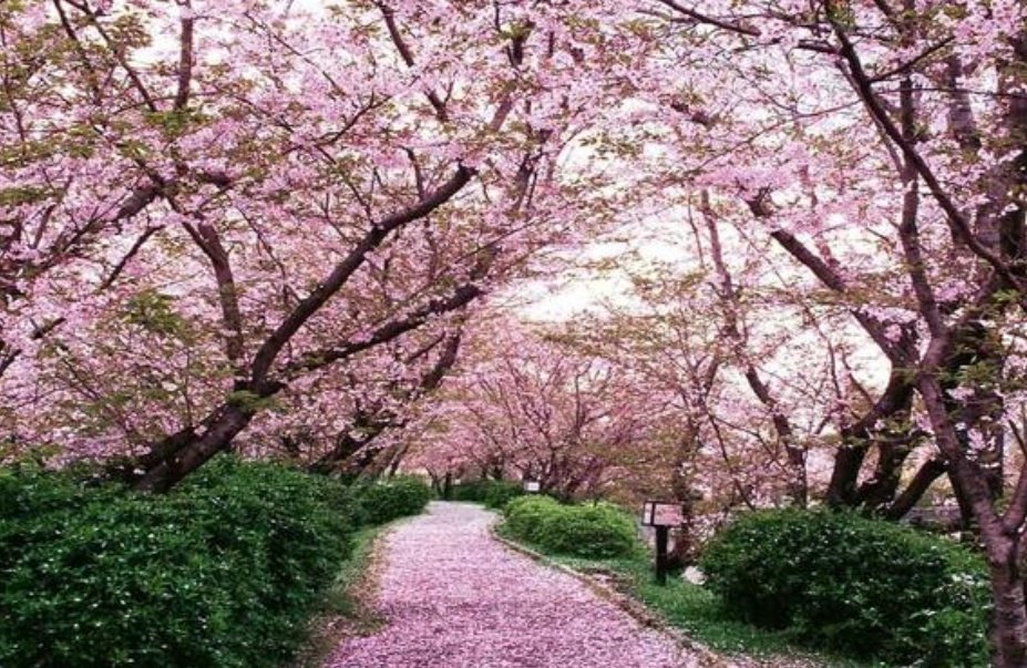 WhackyWookiee's tweet photo. #Make_____NotWar 

Make Blooming Sakura Trees...
Not War. https://t.co/sa9nArJM0T