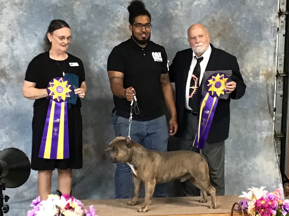 obxbullykennel's tweet photo. OBXBULLYZ “Majin Buu” gettin’ those points in to champ out😈🦍 
#americanbully #dogsoftwitter #dogsofinstagram #ecsu #ecu #elizabethcity #currituck #moyock #virginia #HRKC #ABKC #UKC #BBCR https://t.co/dVgqrevZ32