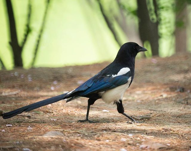 鳴き声 カササギ