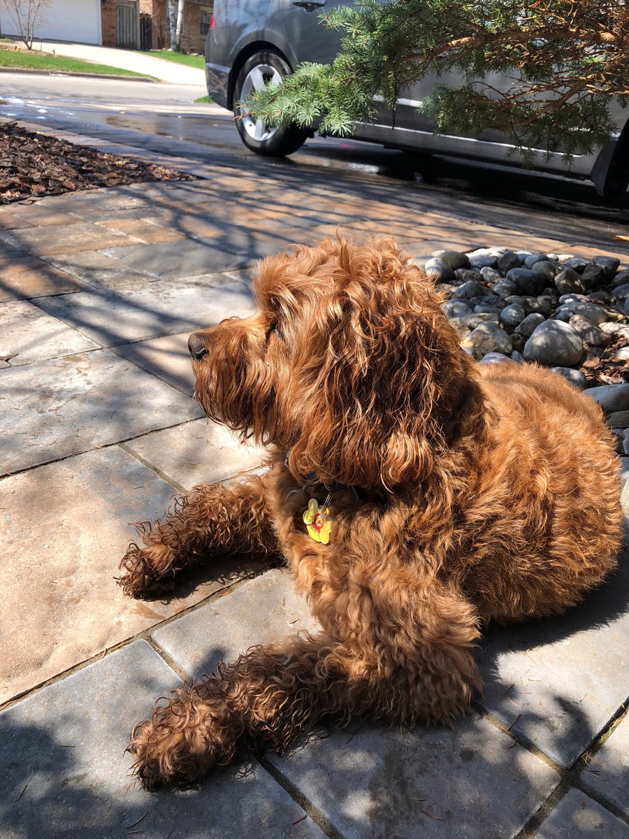 SOBlackwellHDSB's tweet image. Welcome, sunshine! Enjoying all this beautiful day has to offer. #soundsofspring