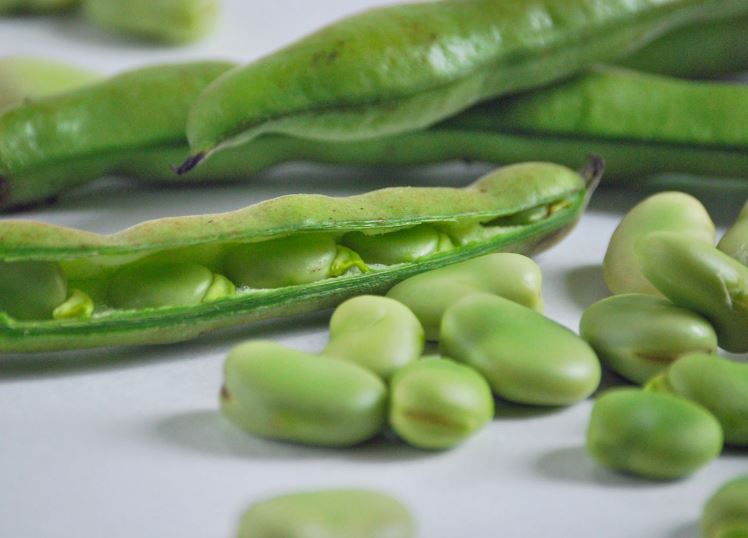 Bimbo soffre di #allergia alle #fave e così il sindaco vieta con un'ordinanza di coltivare i legumi nell'arco di 300 metri dall'abitazione del piccolo. Succede a Sesto Fiorentino, #Firenze, dove il sindaco fa divieto di coltivare le fave <a href="/TgrRai/">Tgr Rai</a>