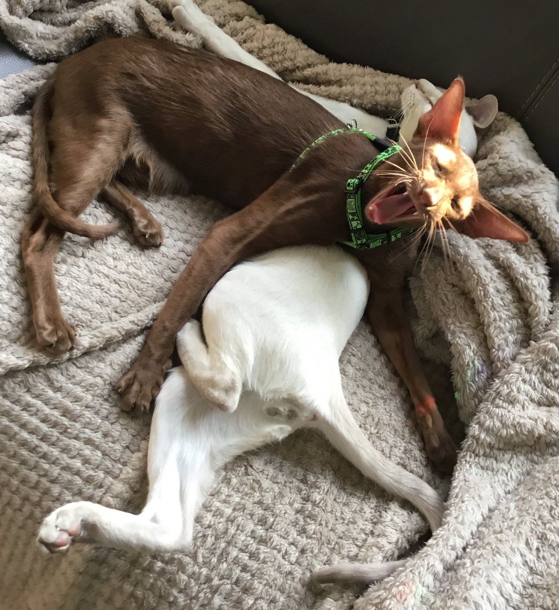 #EasterMonday Pinning #JessiePinks💜🦁 down so I can snooze in peace #WheresWalter💚🐒 #SomeoneHasToDoIt #CatNaps💤 #teammeezer #TeamDiablo #CatsOfTwitter @Diablo_Siamese