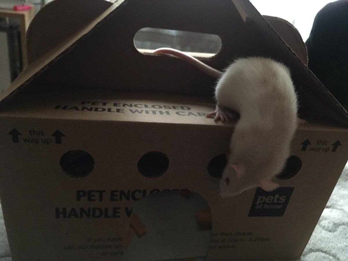 warrensouls's tweet photo. When I imagined getting my own place and getting a pet... certainly didn’t expect to have 2 pet rats.. but hey, whatcha gonna do #rats #pets #firstpet https://t.co/h6HJP2PS57
