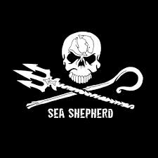ReciCreativa's tweet photo. El viernes 26 compartimos espacio en la #ReciCreativa con María José, perteneciente a Sea Shepherd @seashepherdes , un movimiento internacional de acción directa para la conservación de los océanos. Te esperamos a las 18:30 para contarte más! https://t.co/kW5DGW2uMB https://t.co/0qtBZWvtRo
