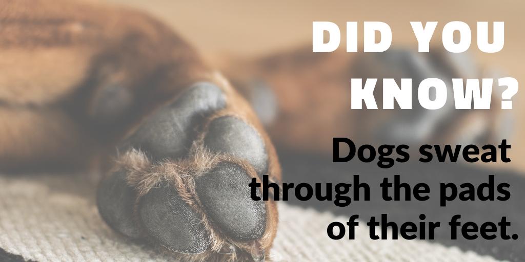 Do Dogs Sweat Through Their Feet