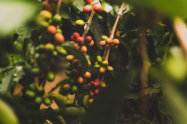 coffeisseur's tweet photo. Happy Earth Day! 🌎☕️
#kona #coffeebeans #earthday https://t.co/oTnZLSIy0Z