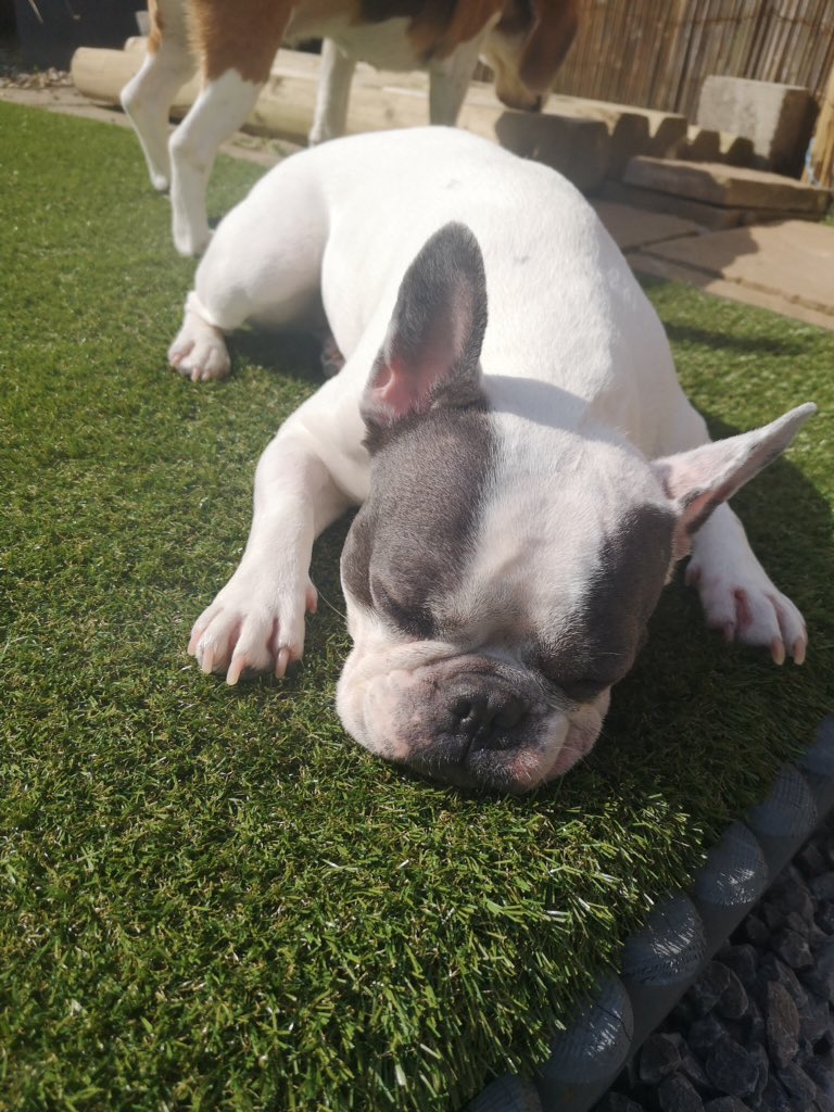 IggyBFrenchie's tweet image. Sun snooze
