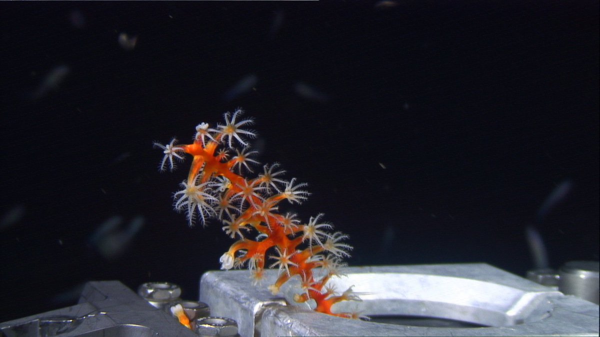 oceanexplorer's tweet photo. April 26, scientists begin expedition to study connectivity of coral, sponge, &amp; fish species between shallow &amp; mesophotic reefs of @fgbnms in Gulf of Mexico: https://t.co/JfujFuu61u Every day is #EarthDay for us! https://t.co/nvQLQdWFpj
