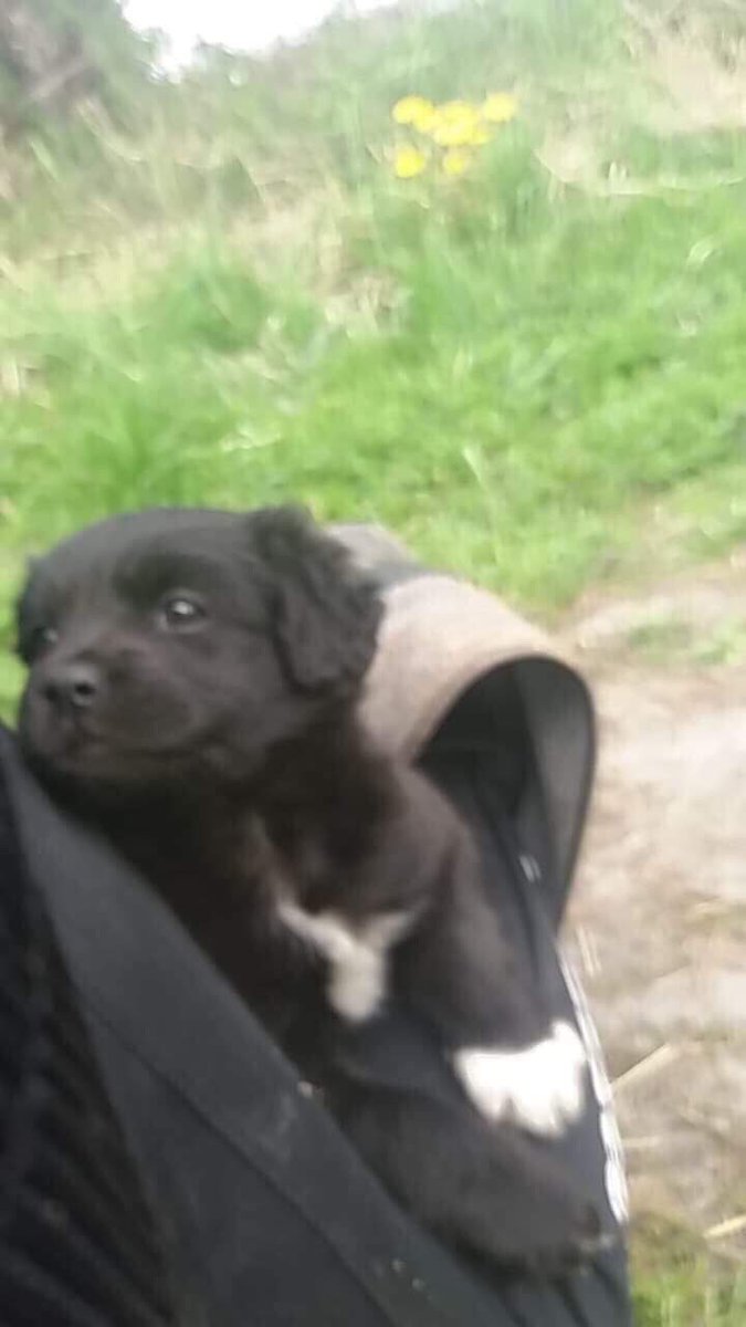 ŚLĄSKIE czy ktoś z was nie chciałby przygarnąć psa? dziś został znaleziony w pudełku w lesie całkiem sam i ani osoba, która go znalazła, ani my nie możemy go wziąć do siebie. to jeszcze szczeniaczek, dziewczynka najprawdopodobniej. nie chcę, żeby trafiła do schroniska