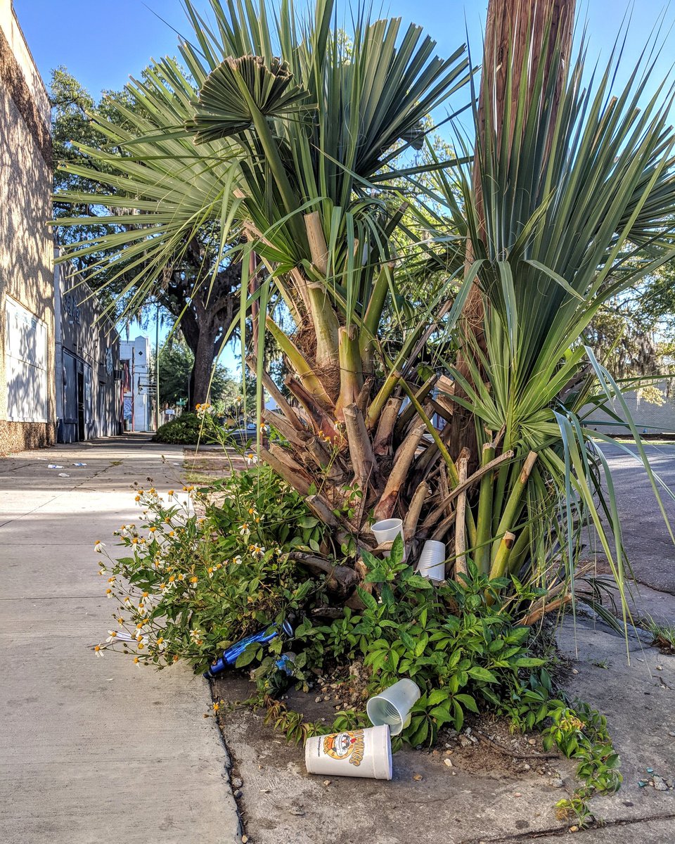 We've spotted so many trees and bushes like this in Savannah, we've started referring to them as the infamous #SavannahTrashBush. A pretty disrespectful way to pay homage to the species that create oxygen for us to breathe... #RespectYourTrees 🌴