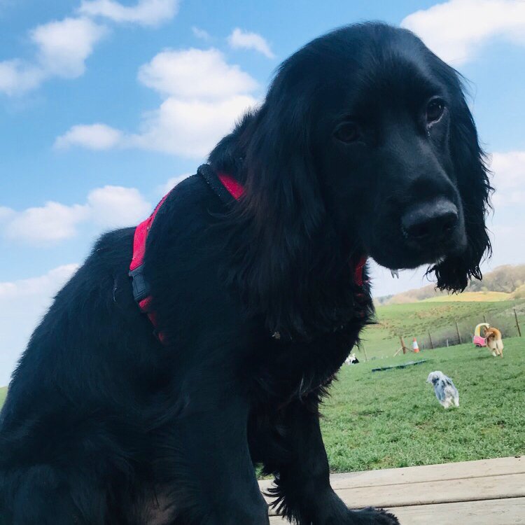 dogplaycreche's tweet photo. Another one of youngsters growing up too fast 😭 little Brodie 🐶♥️ #handsomeboy #notpuppiesforlong #stopgrowingplease #happypup #silkyears #spanielpup #thedogplaycentre #dogsofinstagram https://t.co/muuPPRePqR