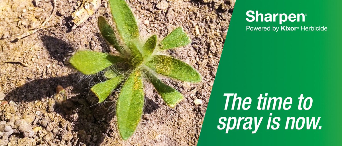 Tough boardleaf weeds like Kochia in your field. Control with BASF Sharpen Herbicide 😄 #basftweets #thattimeoftheyear