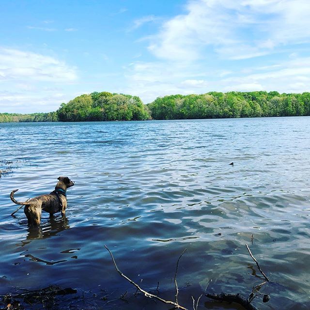 _travlinwoman_'s tweet image. Day 4/4 this training cycle. Easy 10k. Feeling great. Love my dog too damn much. #relentlessforwardprogress bit.ly/2Xzg79P