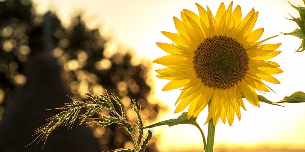 simpleraysolar's tweet image. &quot;Clean and green is the perfect dream!&quot;
Happy Earth Day! 🌎 

#SolarMadeSimple #EarthDay