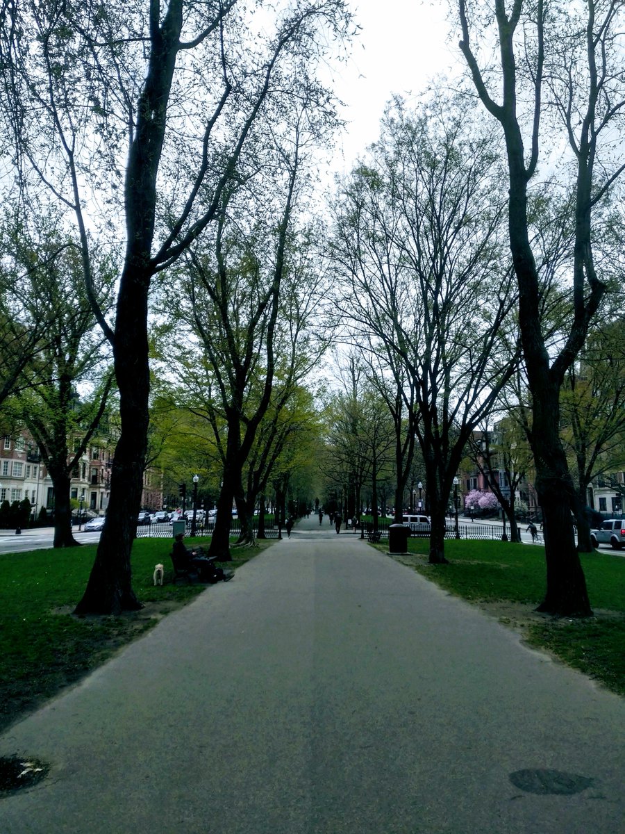 Trees_Boston's tweet photo. Happy #EarthDay #Boston. Our favorite week of the year ends with #ArborDay on Friday. Or just call it #HugYourTreeWeek
#CommonwealthAve @BostonParksDept https://t.co/5gvedAcvB7