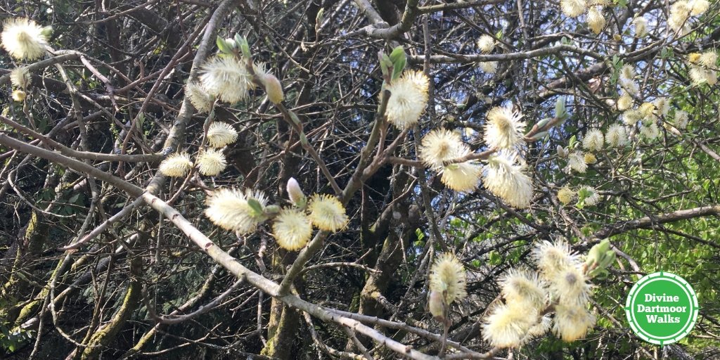 DivineDartmoor's tweet photo. Beautiful goat willow near Burrator reservoir... #dartmoor #lovedevon #travelwonders #lifeisanadventure #fullofwonder #travelphotography #travelphotostory #travelphotos #landscapeperfection #spring #nature https://t.co/sZVZGIsd5K