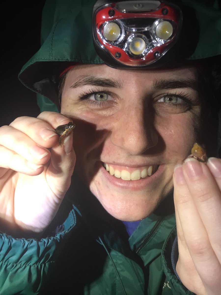 gnriparian's tweet photo. These cute lil Acris gryllus were EVERYWHERE this weekend in Conecuh National Forest ๐ #herptrip https://t.co/XUyo9ZsOk3