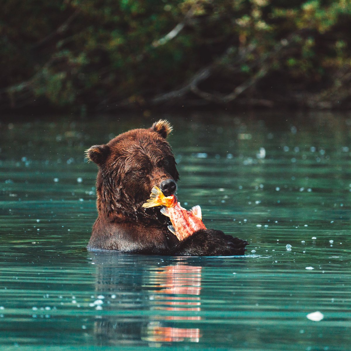 Kyle Kuiper tweet media