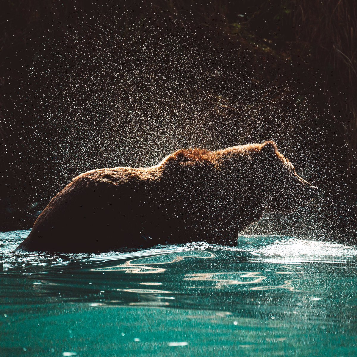 Kyle Kuiper tweet media