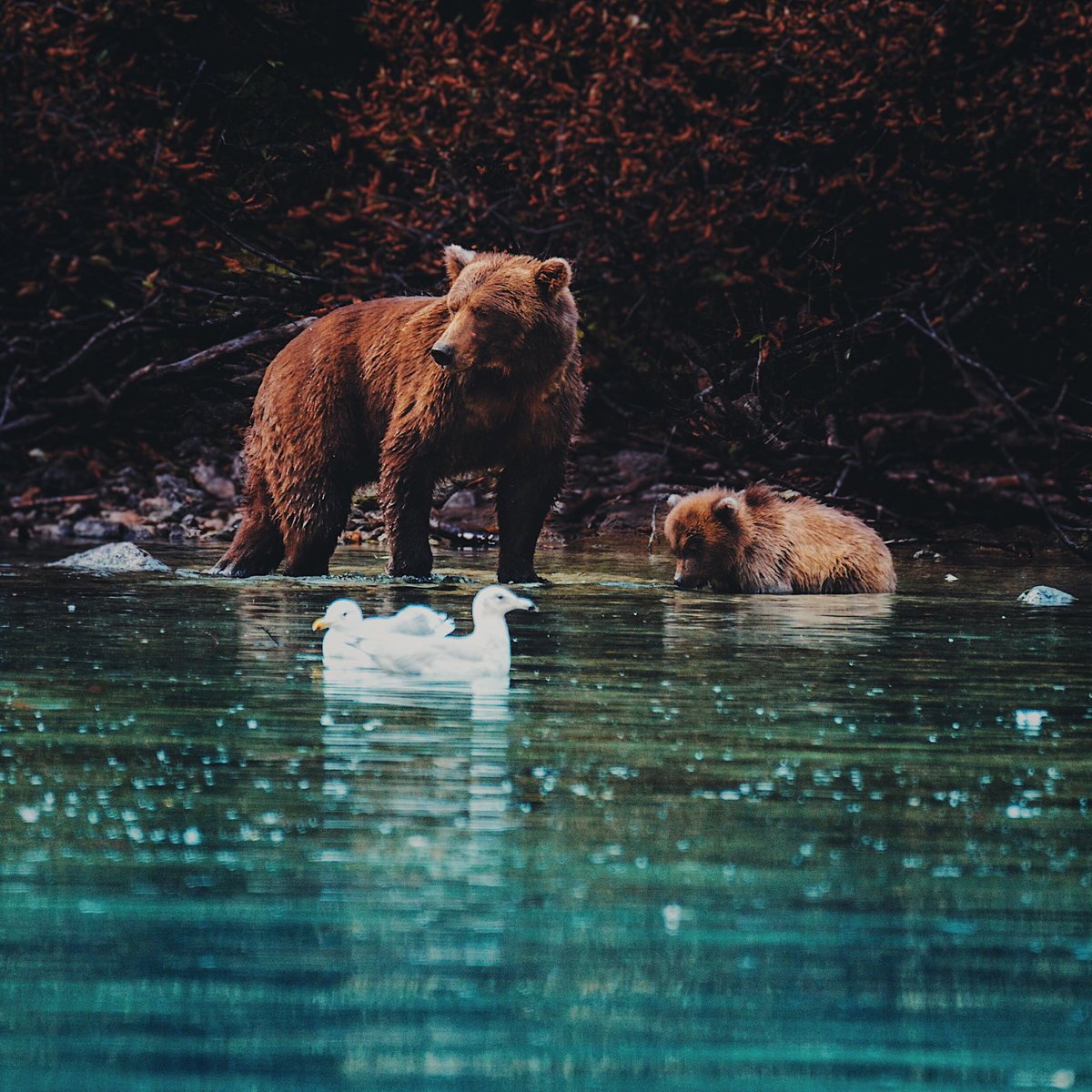 Kyle Kuiper tweet media