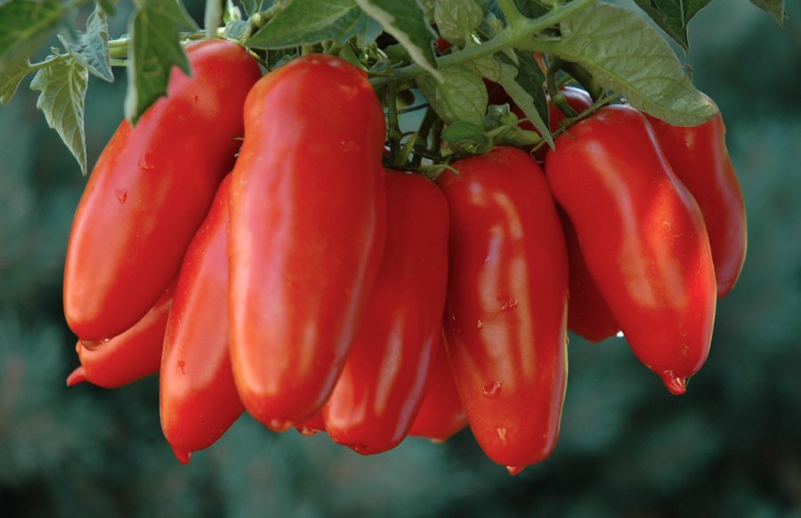 Our weekly blog post is now on our website. La Gazzeta di M'tucci's talks about tomatoes, a special dinner this weekend featuring Chianina beef and some of the news of the week. The next blog will be Thursday, April 25. Follow us for big news. 

mtuccis.com/lagazzeta