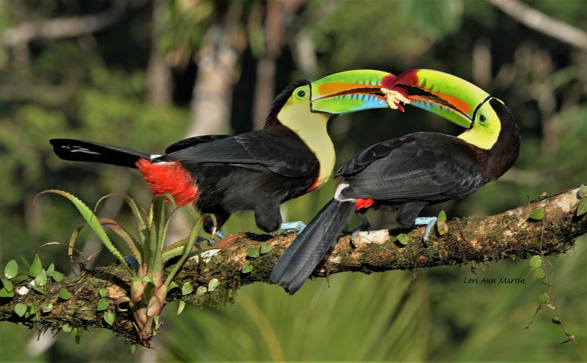 Wildlife_Pic's tweet image. "Sharing Breakfast Together" by Lori Ann Martin
bit.ly/2IB6c01
#photooftheday #toucans #costarica