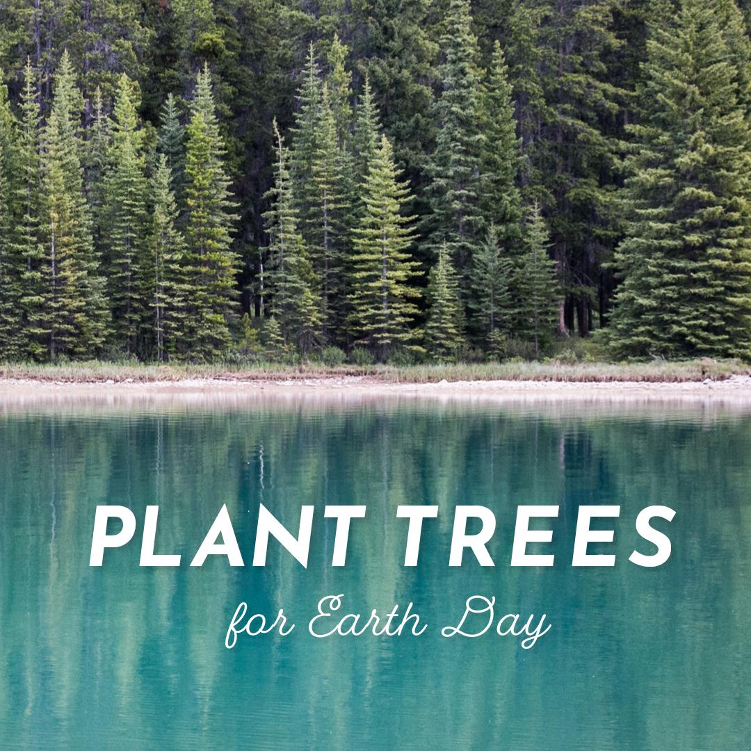 designaglow's tweet image. Happy #EarthDay! To celebrate Mother Nature we are giving back! For every $75 that is spent, we will plant a tree through @onetreeplanted. 🌲 Partner with us to make a difference! #EarthDay2019 

designaglow.com