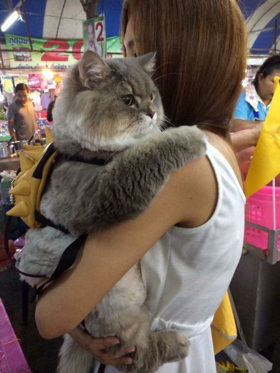 Meet Bone Bone, The Enormous Fluffy Cat From Thailand