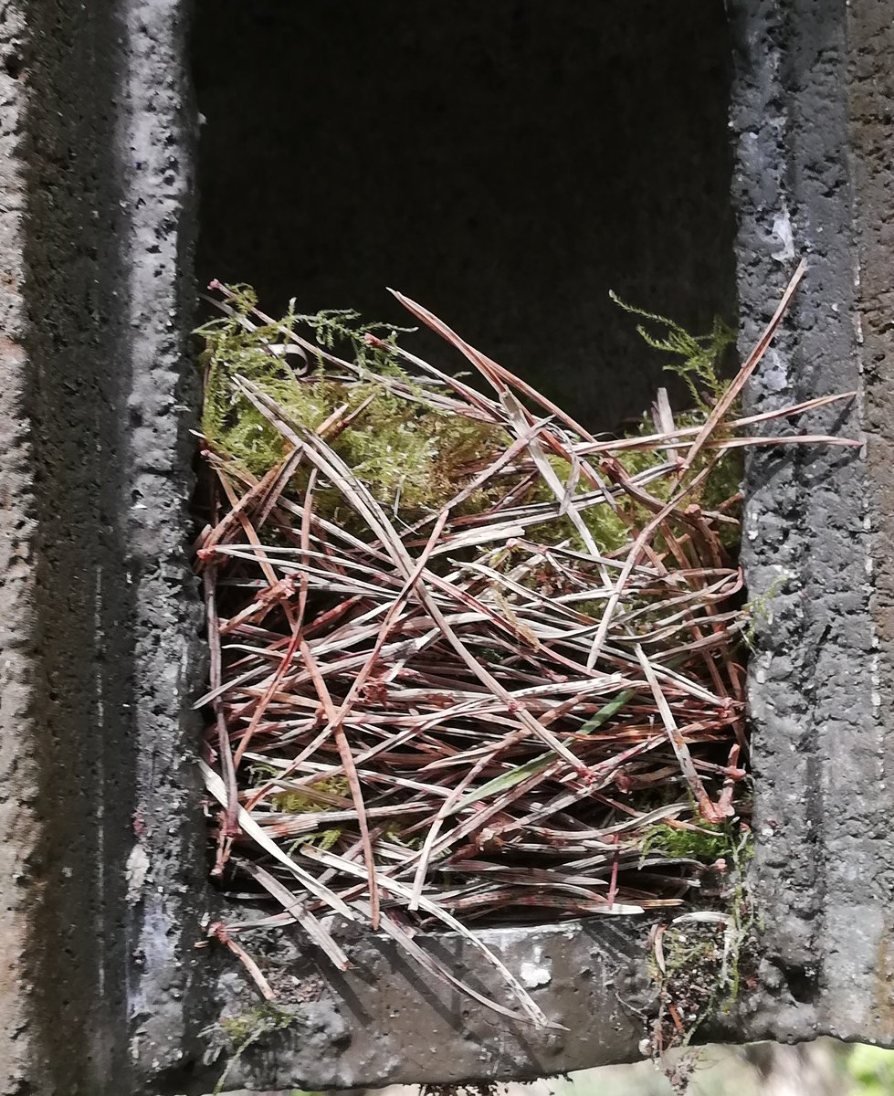 SamBayley2's tweet image. Easter @birdcognition egg totals - 367 nestboxes, 234 active, 46 with eggs and 14 incubating! One box had 4 eggs of which 1 GRETI and 3 COATI. How will this develop? Interesting nests inc 1 almost completely synthetic and 1 mostly pine needles! @BirdWatchIE @_BTO @uccBEES