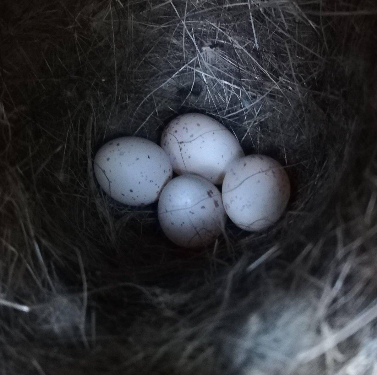 SamBayley2's tweet image. Easter @birdcognition egg totals - 367 nestboxes, 234 active, 46 with eggs and 14 incubating! One box had 4 eggs of which 1 GRETI and 3 COATI. How will this develop? Interesting nests inc 1 almost completely synthetic and 1 mostly pine needles! @BirdWatchIE @_BTO @uccBEES