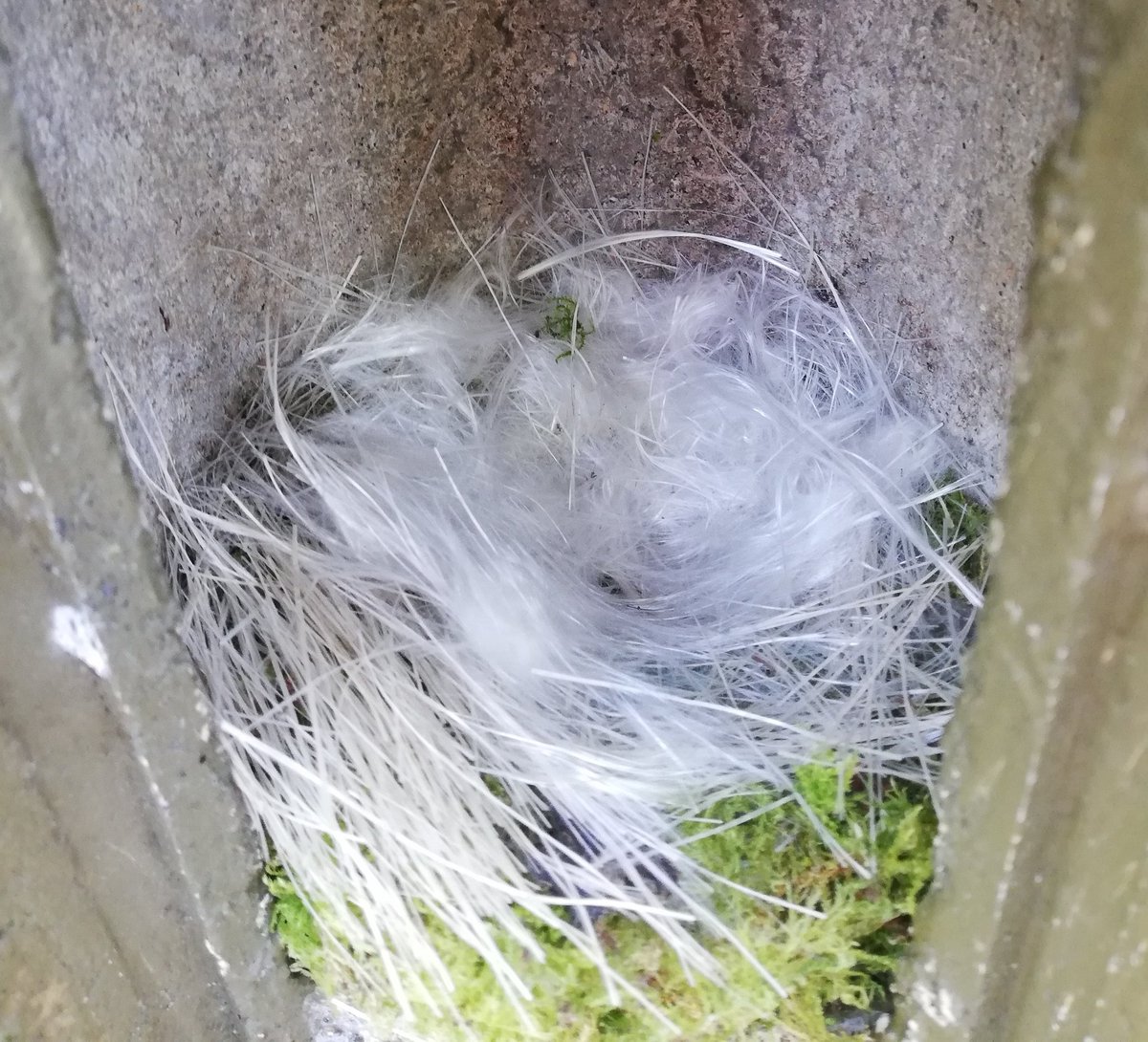 SamBayley2's tweet image. Easter @birdcognition egg totals - 367 nestboxes, 234 active, 46 with eggs and 14 incubating! One box had 4 eggs of which 1 GRETI and 3 COATI. How will this develop? Interesting nests inc 1 almost completely synthetic and 1 mostly pine needles! @BirdWatchIE @_BTO @uccBEES