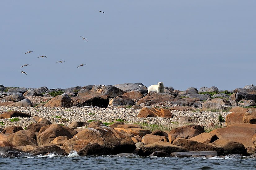 Canadian Living (@canadianliving) on Twitter photo It’s easy to book an all-inclusive polar bear or beluga package in Churchill, Manitoba for the summer, but it’s even better to fully customize with an à -la-carte itinerary that’s as unique as you. <a href="/travelmanitoba/">Travel Manitoba</a> #exploremb #explorecanada
canadianliving.com/life-and-relat… It’s easy to book an all-inclusive polar bear or beluga package in Churchill, Manitoba for the summer, but it’s even better to fully customize with an à -la-carte itinerary that’s as unique as you. <a href="/travelmanitoba/">Travel Manitoba</a> #exploremb #explorecanada
canadianliving.com/life-and-relat…