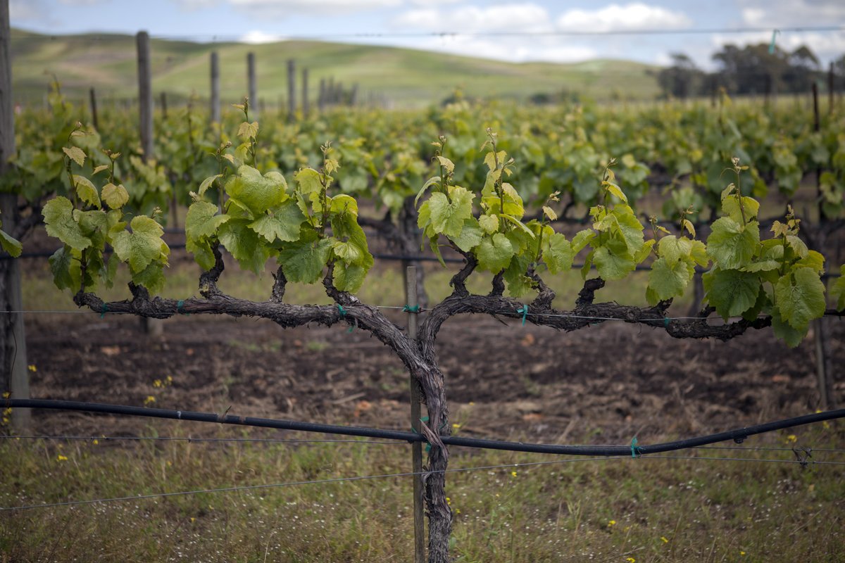 This Earth Day, we want to thank the land, air, and sun that provide us with the perfect climate to grow high quality fruit to produce uniquely distinctive Napa Valley and Northern California wines. 

#earthday #napavalley