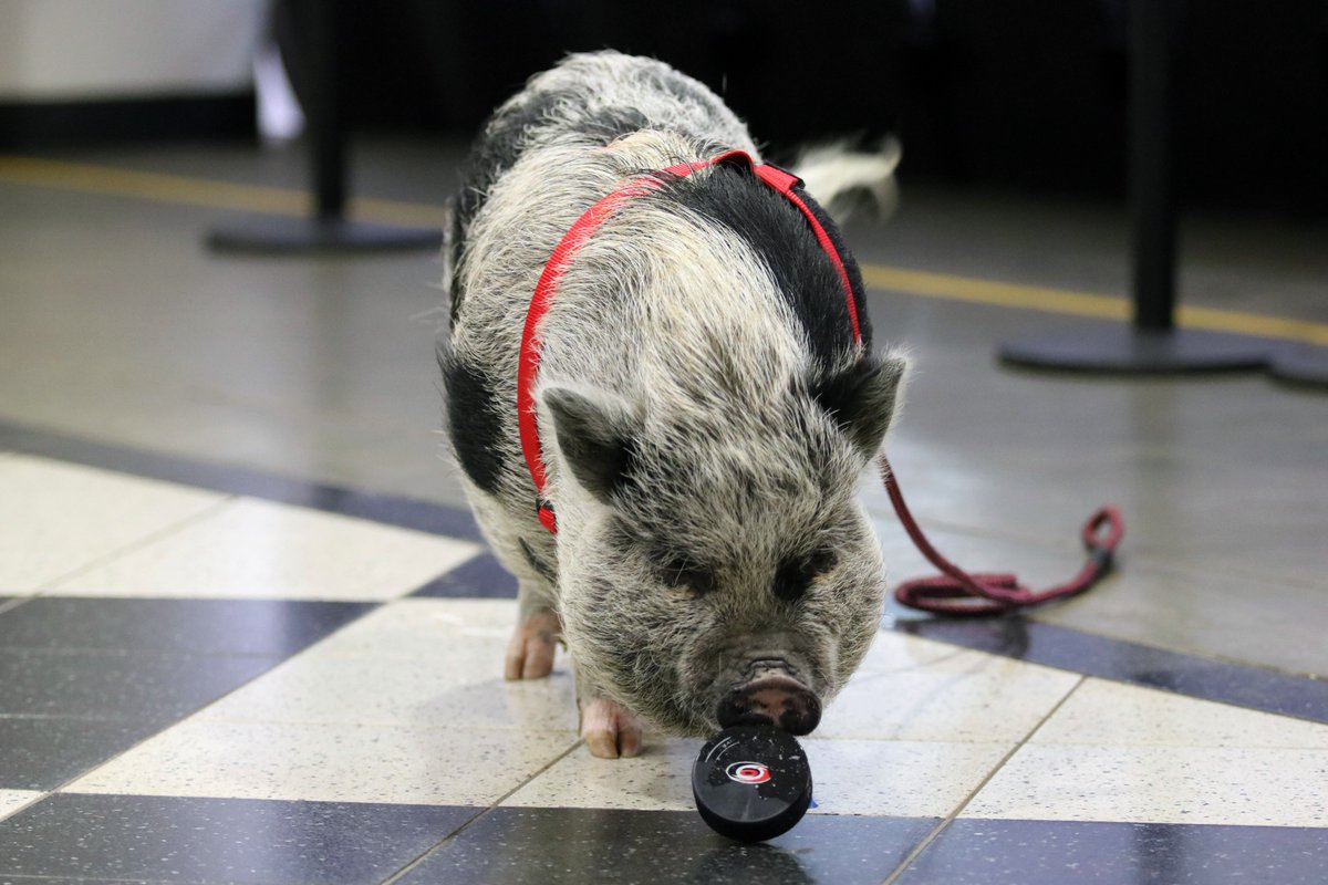 Meet Hamilton, the NHL therapy pig who is helping Carolina