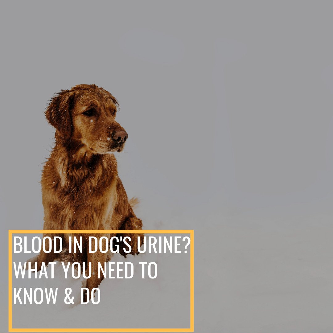 The technical term for blood in dog urine is hematuria. And this is usually a sign that your dog has health issues. You should never ignore this symptom whether the blood loss is slight. 

For more information – read our latest blog post 👇
bit.ly/2IPflkY