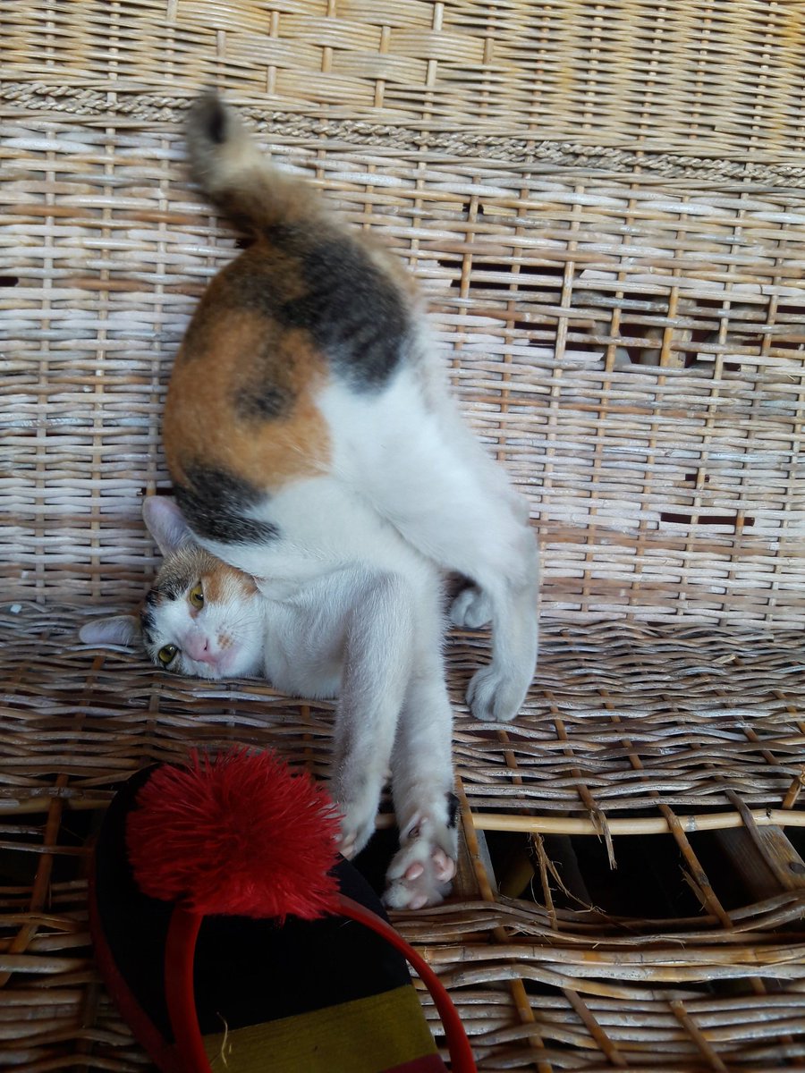ayajealousa's tweet photo. #Kocheng https://t.co/1muOjklu95