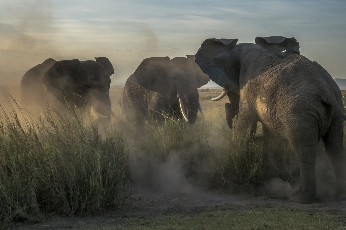Wildlife_Pic's tweet image. "Elephant Ruckus" by Lorraine Herman
bit.ly/2GpqqXc
#photooftheday #elephants #kenya