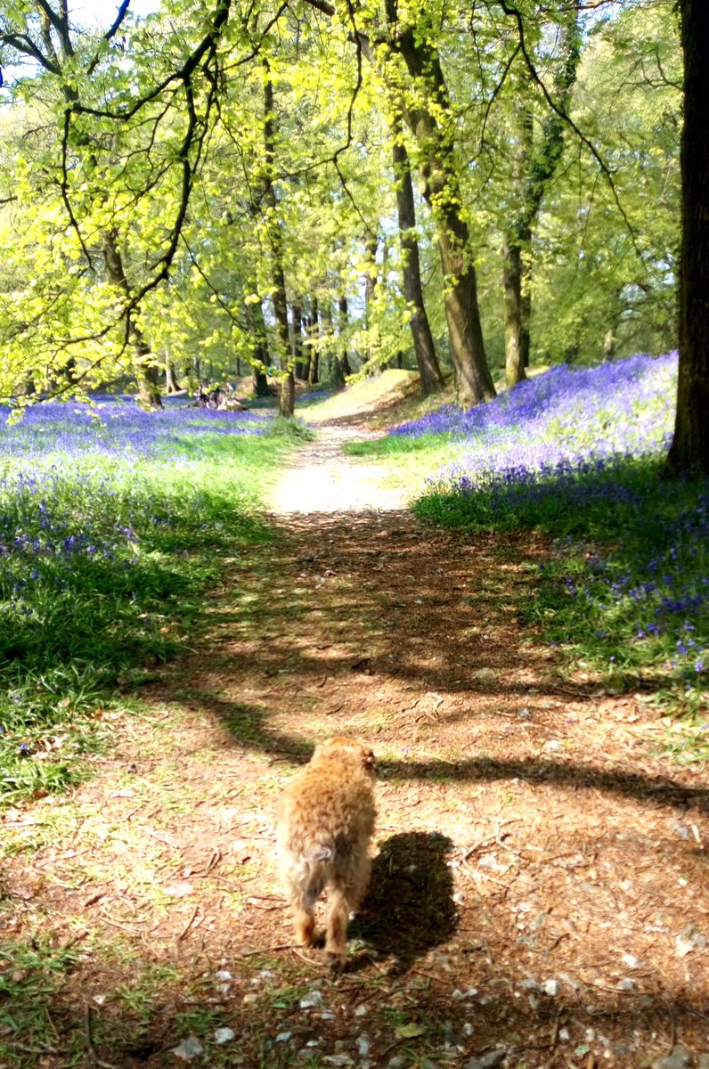 #Btposse #englishbluebells#bankholidaymonday #blackburycamp