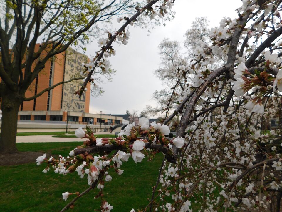 Bowling Green State University tweet media