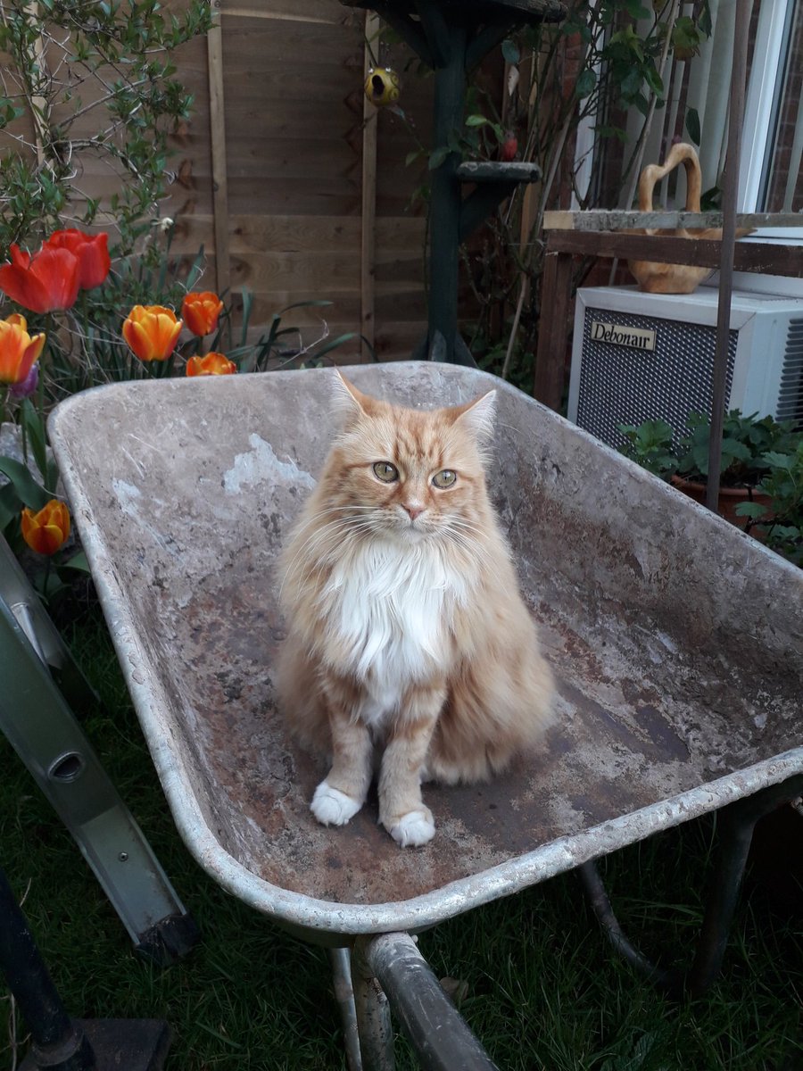 Marmalade tweet media