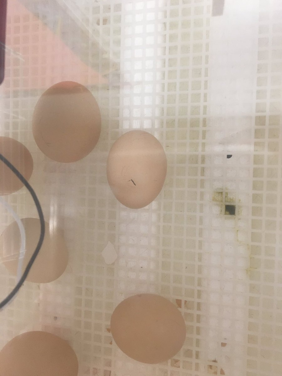 Some of our babies have hatched. Some more eggs have peck holes